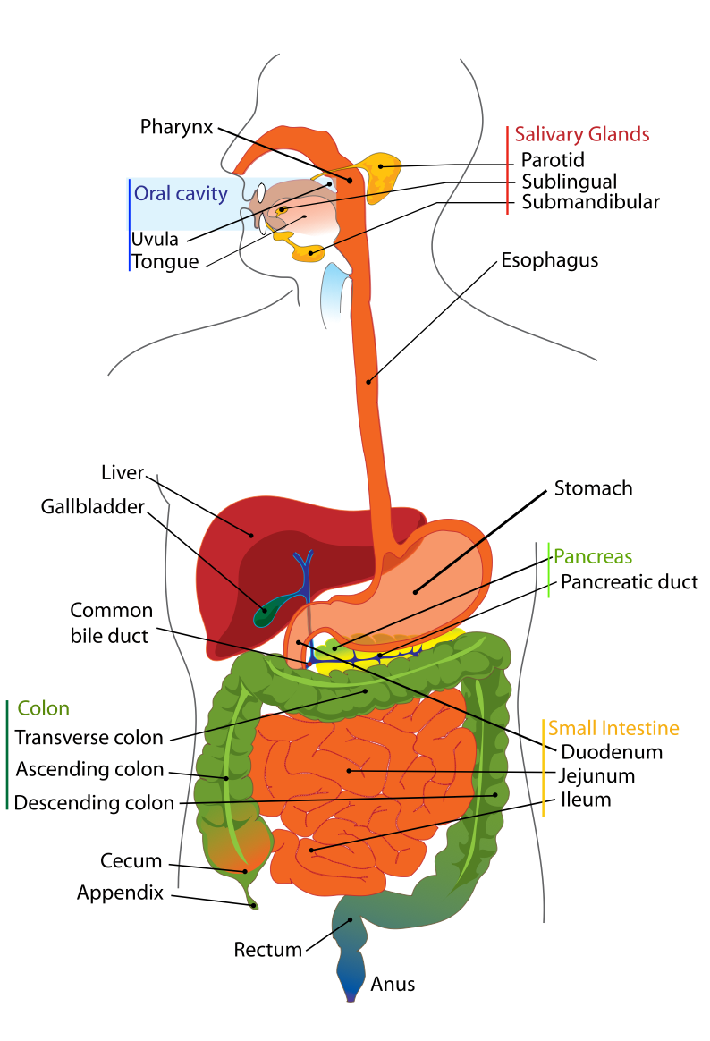 best gastroenterologist beverly hills